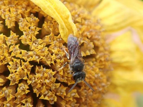 Réf. 260 206 : Hylaeus sp.