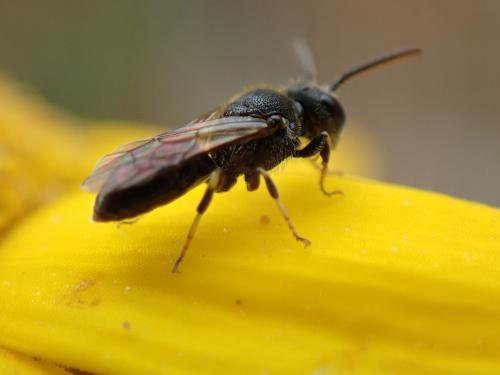 Hylaeus sp.