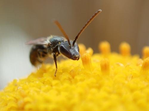 Lasioglossum sp.