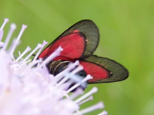 Réf. 260 721 : Zygaena viciae