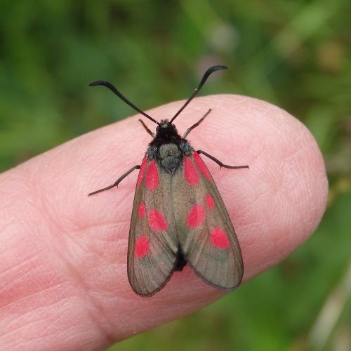 Réf. 260 720 : Zygaena viciae