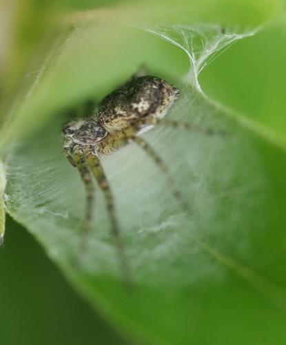 Réf. 260 662 : Philodromus buxi