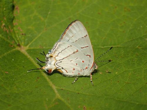 Hemiolaus sp.