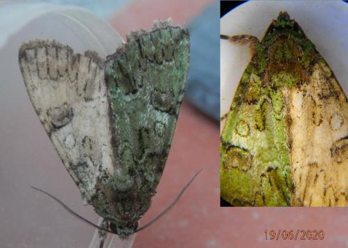Réf. 260 765 : Polyphaenis sericata