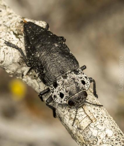 Réf. 260 959 : Capnodis tenebrionis