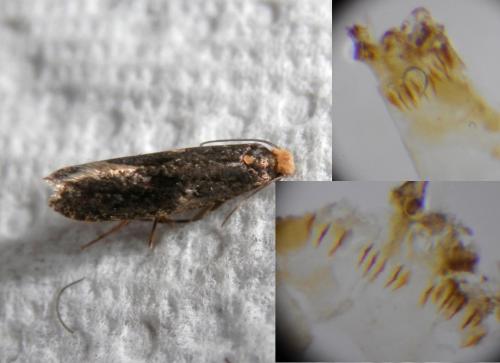 Réf. 260 939 : Monopis laevigella