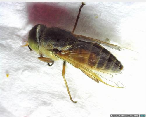 Réf. 260 379 : Atylotus loewianus