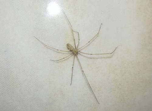 Pholcus phalangioides