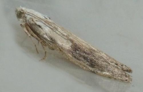 Réf. 260 084 : Aphomia sociella