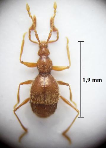 Prionobythus genesti