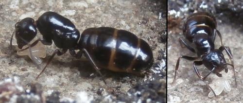 Camponotus (lateralis-piceus)