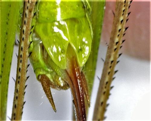 Roeseliana roeselii