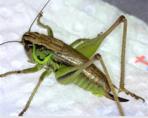 Roeseliana roeselii