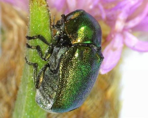 Cryptocephalus sp.