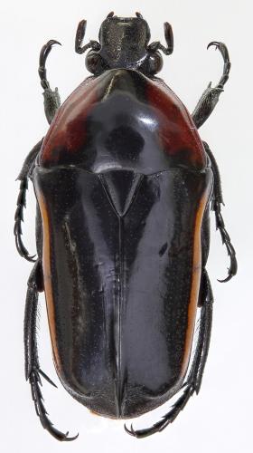 Pedinorrhina swanzyana