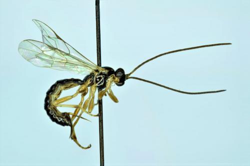 Reclinervellus nielseni