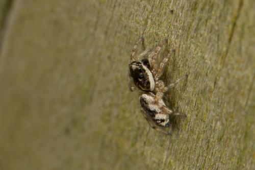 Réf. 260 896 : Salticus zebraneus