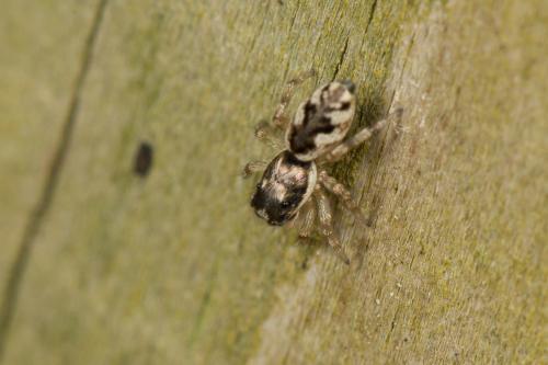 Réf. 260 895 : Salticus zebraneus