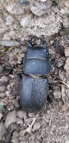 Réf. 260 437 : Dorcus parallelipipedus
