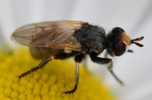 Réf. 260 962 : Thecophora distincta