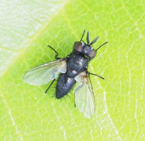 Réf. 260 387 : Ligeria angusticornis
