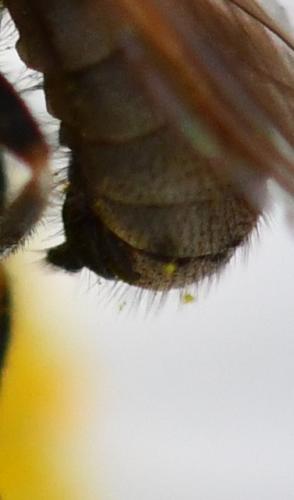 Réf. 260 948 : Thecophora distincta