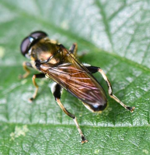 Réf. 260 834 : Xylota segnis