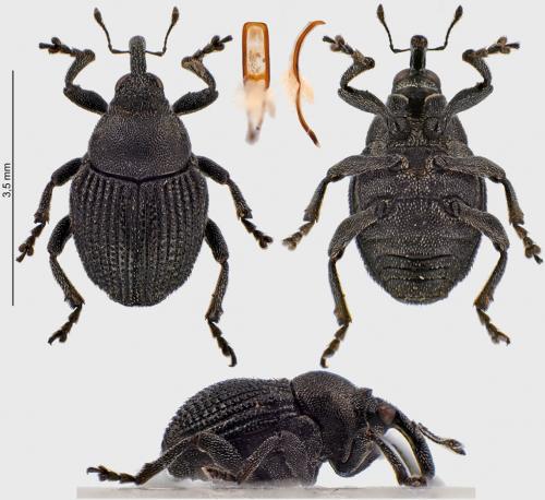 Zacladus geranii