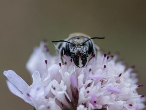 Réf. 260 160 : Hoplitis cristatula