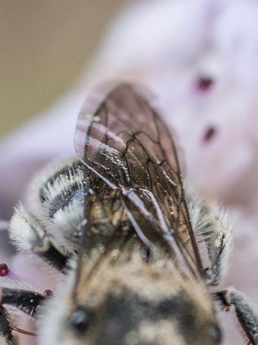 Hoplitis cristatula