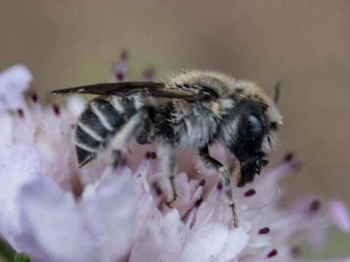Réf. 260 159 : Hoplitis cristatula