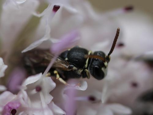 Hylaeus variegatus