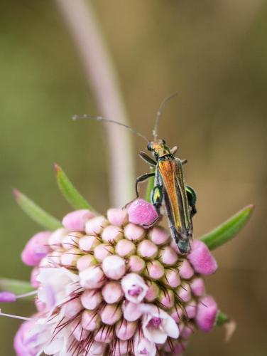 Oedemera nobilis