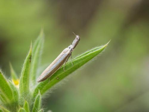 Réf. 260 187 : Pleurota aristella