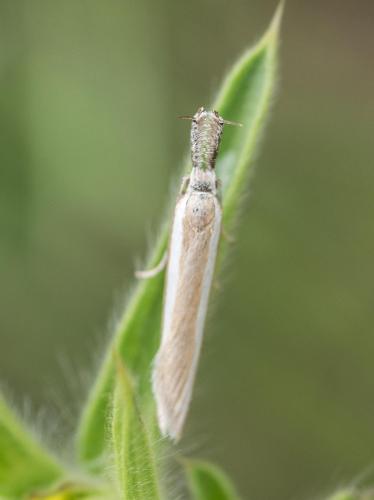 Réf. 260 188 : Pleurota aristella
