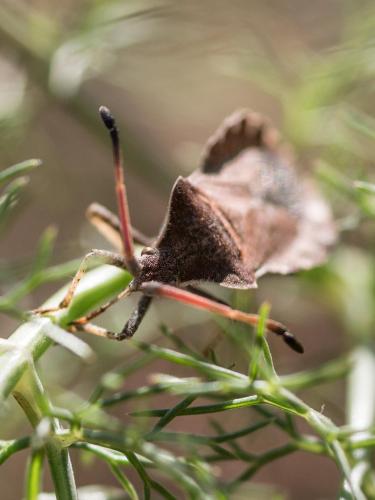 Réf. 260 763 : Enoplops scapha