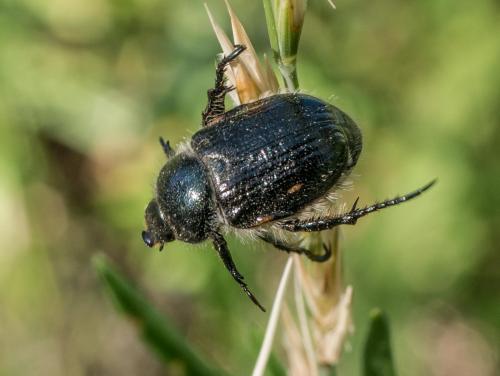 Anisoplia remota