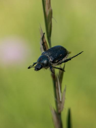 Anisoplia remota