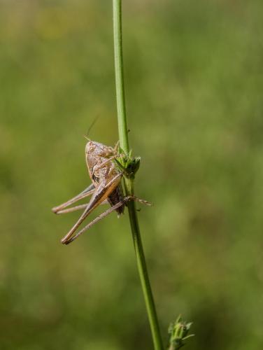 Réf. 260 983 : Platycleis sp.