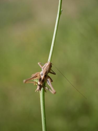 Réf. 260 984 : Platycleis sp.