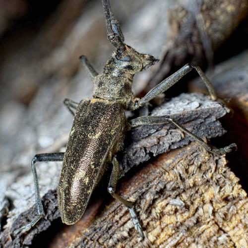 Monochamus sartor