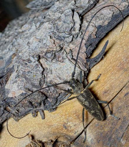 Monochamus sartor