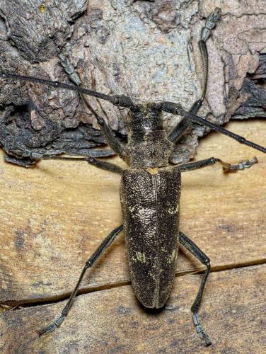 Monochamus sartor