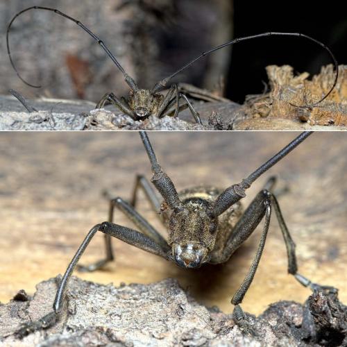 Monochamus sartor