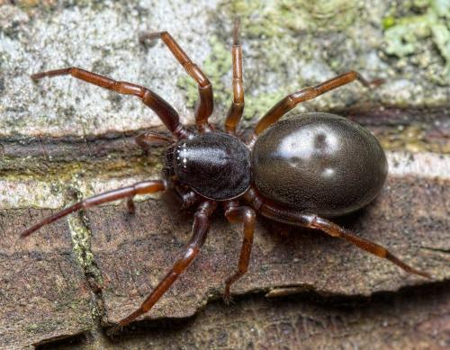 Réf. 260 213 : Cetonana laticeps