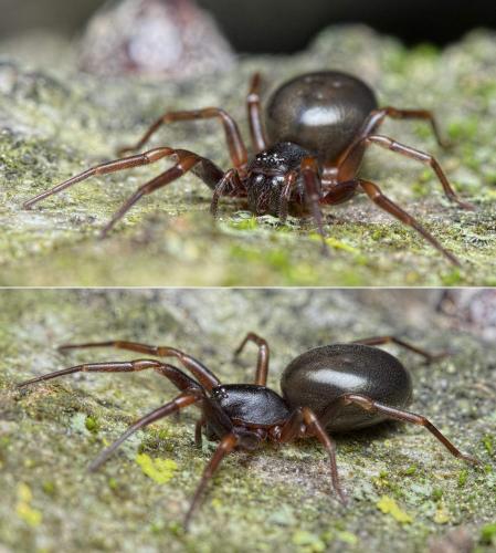 Cetonana laticeps