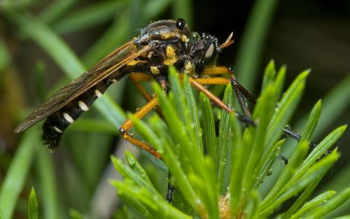 Molobratia teutonus