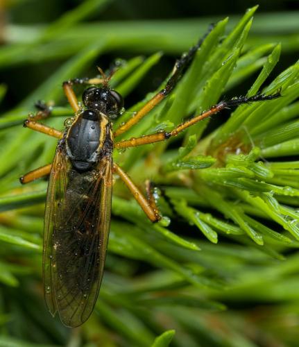 Molobratia teutonus