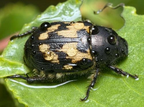 Réf. 260 265 : Exomala succincta