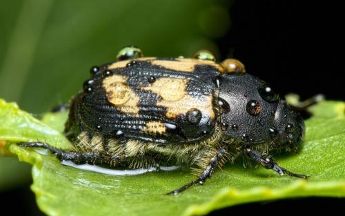 Réf. 260 266 : Exomala succincta